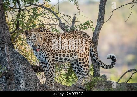 Leopard suchen aus einem Baum. Stockfoto