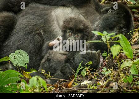 Baby Mountain Gorilla Verlegung mit seiner Mutter in die Blätter. Stockfoto