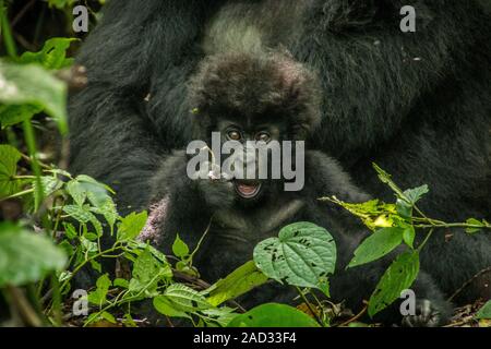 Baby Mountain Gorilla Verlegung mit seiner Mutter in die Blätter. Stockfoto