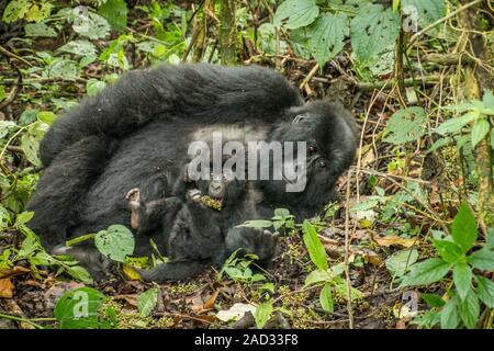 Baby Mountain Gorilla Verlegung mit seiner Mutter in die Blätter. Stockfoto