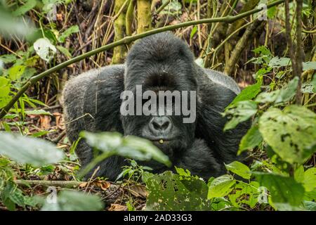 Silverback Mountain Gorilla Verlegung in die Blätter. Stockfoto