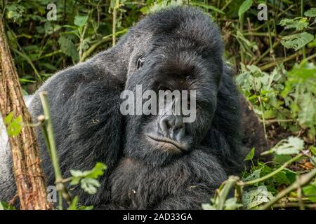 Silverback Mountain Gorilla Verlegung in die Blätter. Stockfoto
