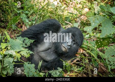 Silverback Mountain Gorilla Verlegung in die Blätter. Stockfoto