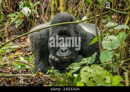 Silverback Mountain Gorilla Verlegung in die Blätter. Stockfoto