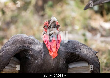 Südliche Hornrabe essen eine Eidechse. Stockfoto