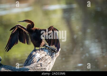 Putzen afrikanischen Darter. Stockfoto