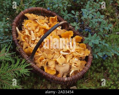 Pilz Korb mit chantarelles Neben Bog Heidelbeeren/Alpine Blaubeeren Stockfoto