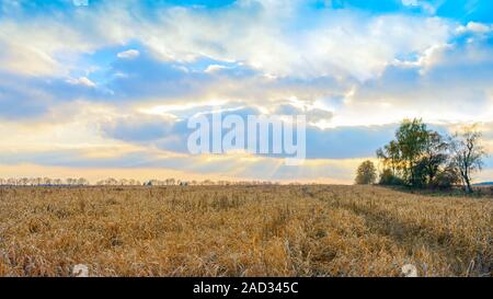 Bereich der Oat gegen bewölkter Himmel bei Sonnenuntergang Stockfoto