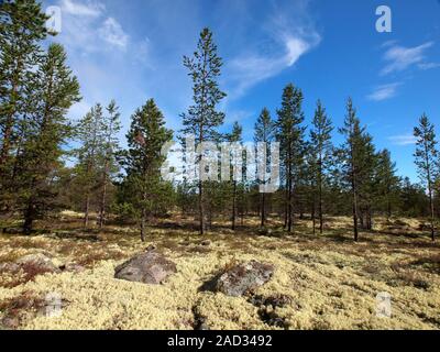 Borealen Nadelwald in der norwegisch-schwedischen Grenze. Stockfoto