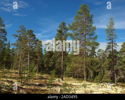 Borealen Nadelwald in der norwegisch-schwedischen Grenze. Stockfoto