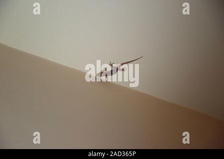 Mauritius, Gecko an der Decke Stockfoto