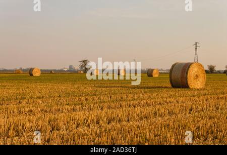 Ausdehnung von Heu zylindrischen Ballen in einer Ackerland bei Sonnenuntergang Stockfoto