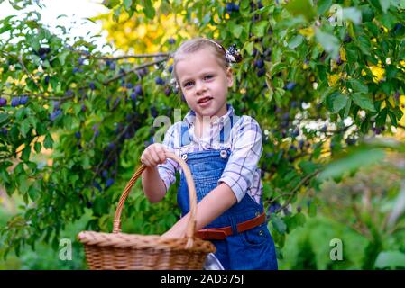 Mädchen mit Korb voller Pflaumen im Garten Stockfoto