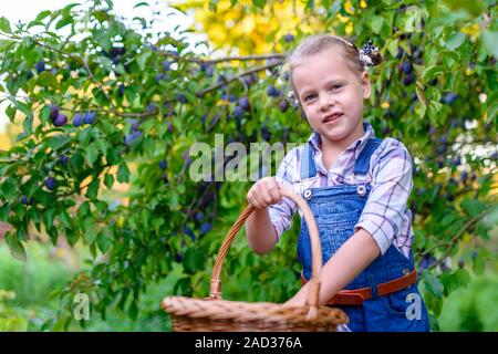 Mädchen mit Korb voller Pflaumen im Garten Stockfoto