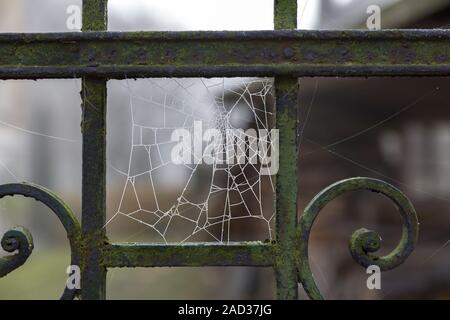 Das Spinnennetz mit Raureif auf einem alten Eisen Zaun Stockfoto