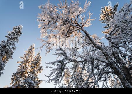 Frost bedeckt Bäume, muddus Nationalpark, Lappland, Schweden Stockfoto