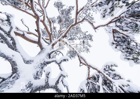 Schnee bedeckt, muddus Nationalpark, Lappland, Schweden Stockfoto