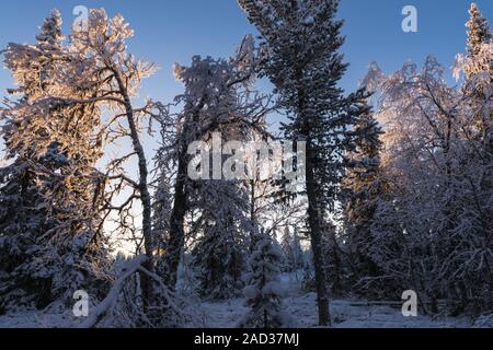 Frost bedeckt Bäume, muddus Nationalpark, Lappland, Schweden Stockfoto