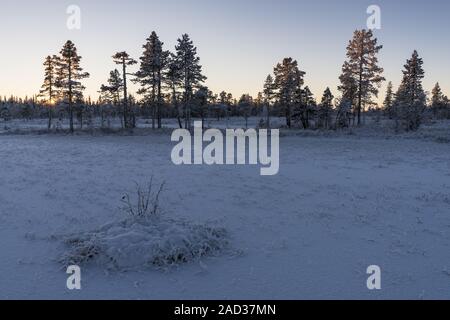 Frost Winterlandschaft, muddus Nationalpark, Lappland, Schweden Stockfoto