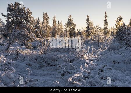 Frost Winterlandschaft, muddus Nationalpark, Lappland, Schweden Stockfoto