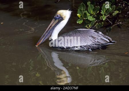 Brown pelican leben in Herden von beiden Geschlechtern während des ganzen Jahres - (Foto nach Vogel) Stockfoto