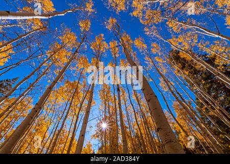 Vertikale Ansicht von einer lebhaften Stand von Beben Aspen Bäume im Herbst in der Nähe von Flagstaff, Arizona Stockfoto