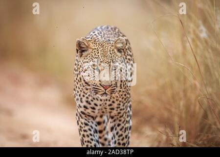 Leopard zu Fuß in Richtung der Kamera. Stockfoto