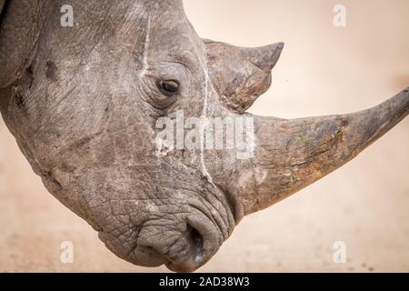 Seite Profil eines Black Rhino. Stockfoto