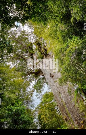 Tane Mahute, das grösste lebende Kauri Baum (Agathis australis) in Neuseeland. Waipoua Forest, Northland. Dachte, irgendwo zwischen 1.500 und 2, Stockfoto