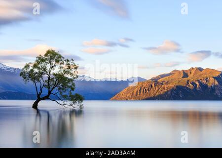 Dass Wanaka Baum. Einer der vielen Weiden, die in und um den See herum verwurzelt, erlaubt war zu bleiben, es war eine tolle Attraktion zu Visitin Stockfoto