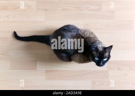 Ansicht von oben Der siamesische Katze sitzend auf Laminat suchen mit blauen Augen Stockfoto