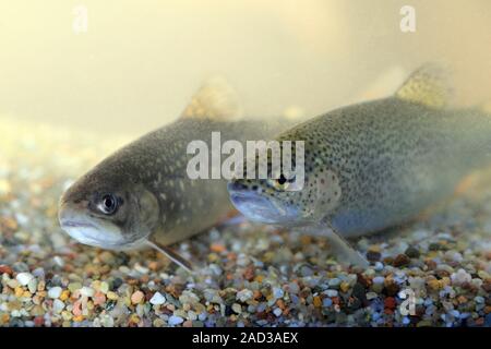 Bachforellen, Salvelinus fontinalis und Regenbogenforelle, Oncorhynchus mykiss Stockfoto