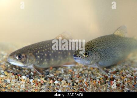 Bachforellen, Salvelinus fontinalis und Regenbogenforelle, Oncorhynchus mykiss Stockfoto