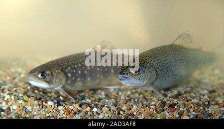 Bachforellen, Salvelinus fontinalis und Regenbogenforelle, Oncorhynchus mykiss Stockfoto