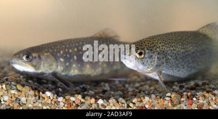 Bachforellen und Regenbogenforellen, Salvelinus fontinalis, Oncorhynchus mykiss Stockfoto