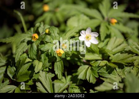 Weiße anemone Blume zwischen den Gelben Stockfoto