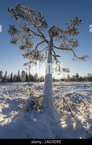 Schnee bedeckt, muddus Nationalpark, Lappland, Schweden Stockfoto