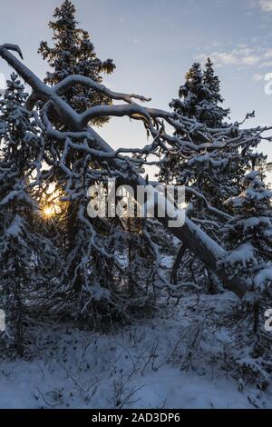 Verschneite Bäume, muddus Nationalpark, Lappland, Schweden Stockfoto