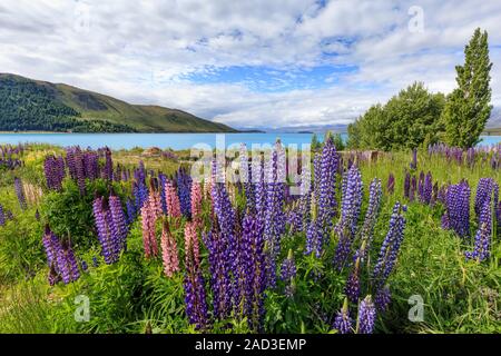Lupinen am Lake Tekapo, Südinsel, Neuseeland. Die Lupine (Lupinus polyphyllus) ist eine nicht-einheimischen Arten. Stockfoto