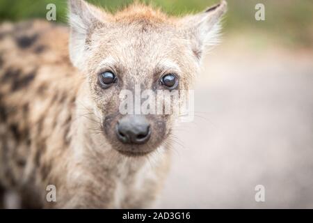 Entdeckt der junge Hyäne im Kruger National Park, Südafrika. Stockfoto