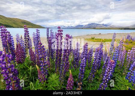 Lupinen am Lake Tekapo, Südinsel, Neuseeland. Die Lupine (Lupinus polyphyllus) ist eine nicht-einheimischen Arten. Stockfoto