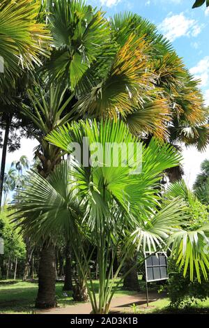 Mauritius, Botanischer Garten, talipot Palm, Corypha umbraculifera Stockfoto
