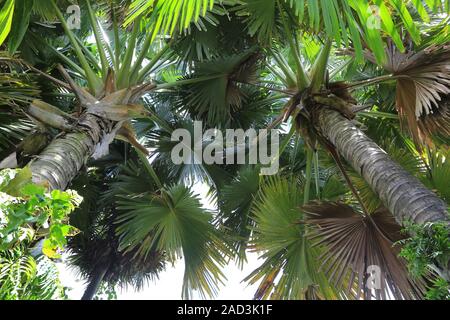 Mauritius, Botanischer Garten, talipot Palm, Corypha umbraculifera Stockfoto