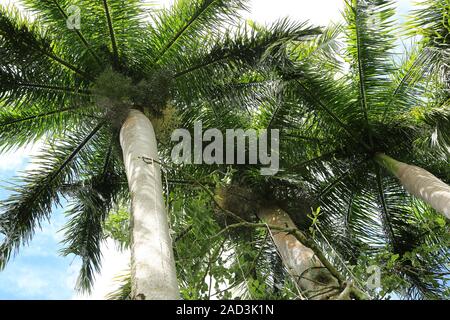 Mauritius, Botanischer Garten, Karibik Royal Palm, Roystonea oleracea Stockfoto