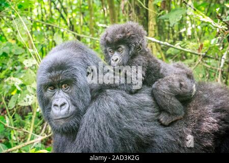 Baby Mountain Gorilla auf der Rückseite seiner Mutter. Stockfoto