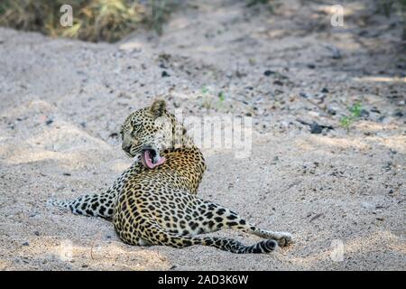 Leopard Pflege an sich. Stockfoto