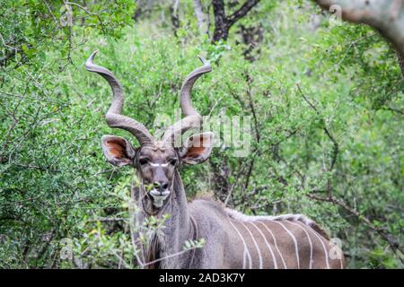 Männliche Kudu starring in die Kamera. Stockfoto