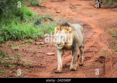 Männliche Löwe zu Fuß in Richtung der Kamera. Stockfoto