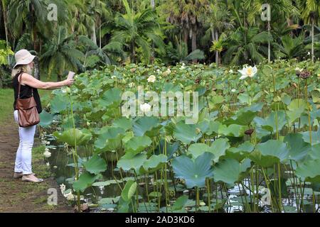 Mauritius, Pamplemousses, Botanischer Garten, Lotus Garden, Blumen und Samen Kapseln Stockfoto
