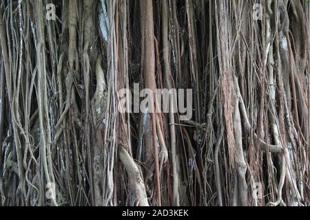 Mauritius, Pamplemousses, Ficus elastischem, Gummibaum, luftwurzeln der  Gummibaum Stockfotografie - Alamy